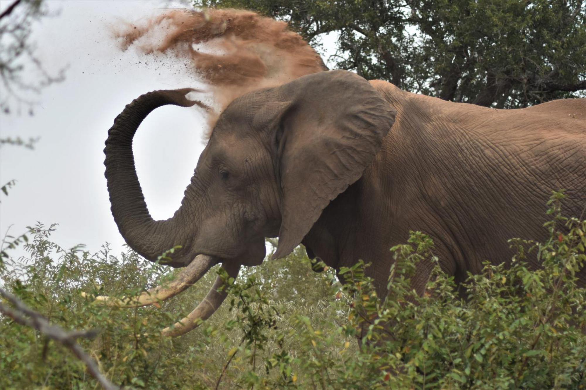 The Baobab Bush Lodge And Villa Hoedspruit Dış mekan fotoğraf