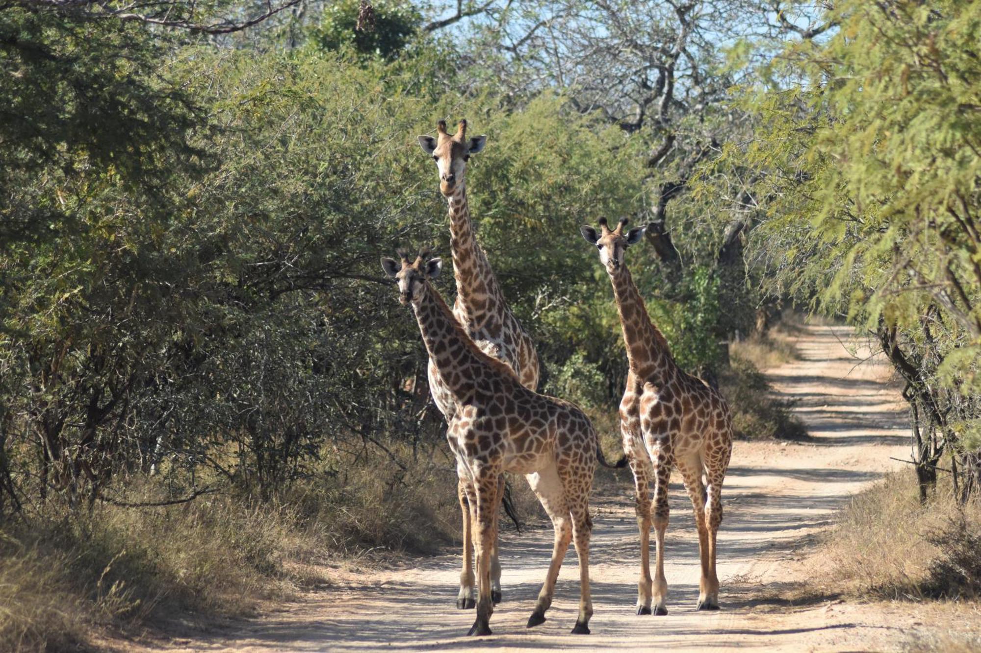 The Baobab Bush Lodge And Villa Hoedspruit Dış mekan fotoğraf