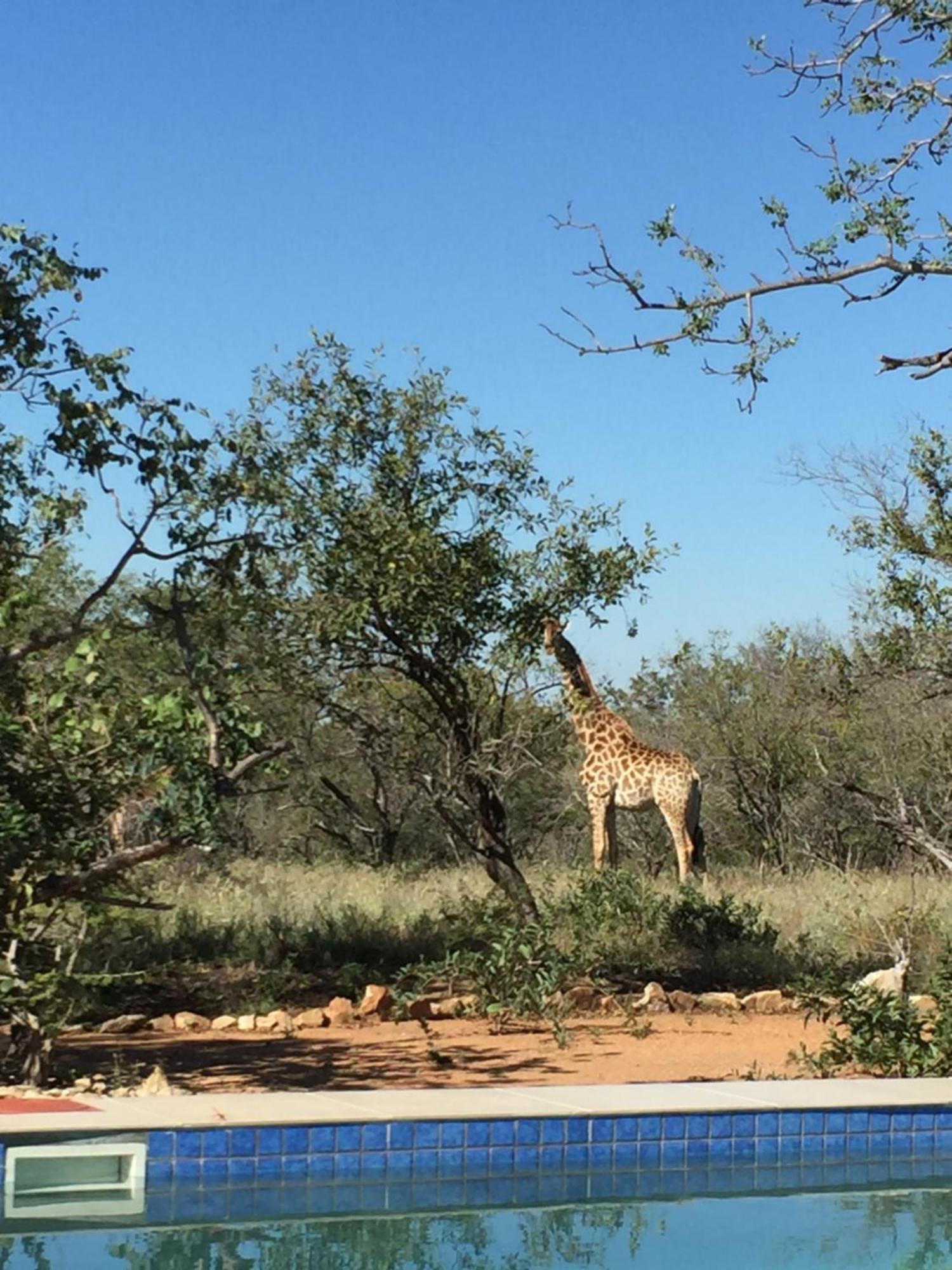 The Baobab Bush Lodge And Villa Hoedspruit Dış mekan fotoğraf