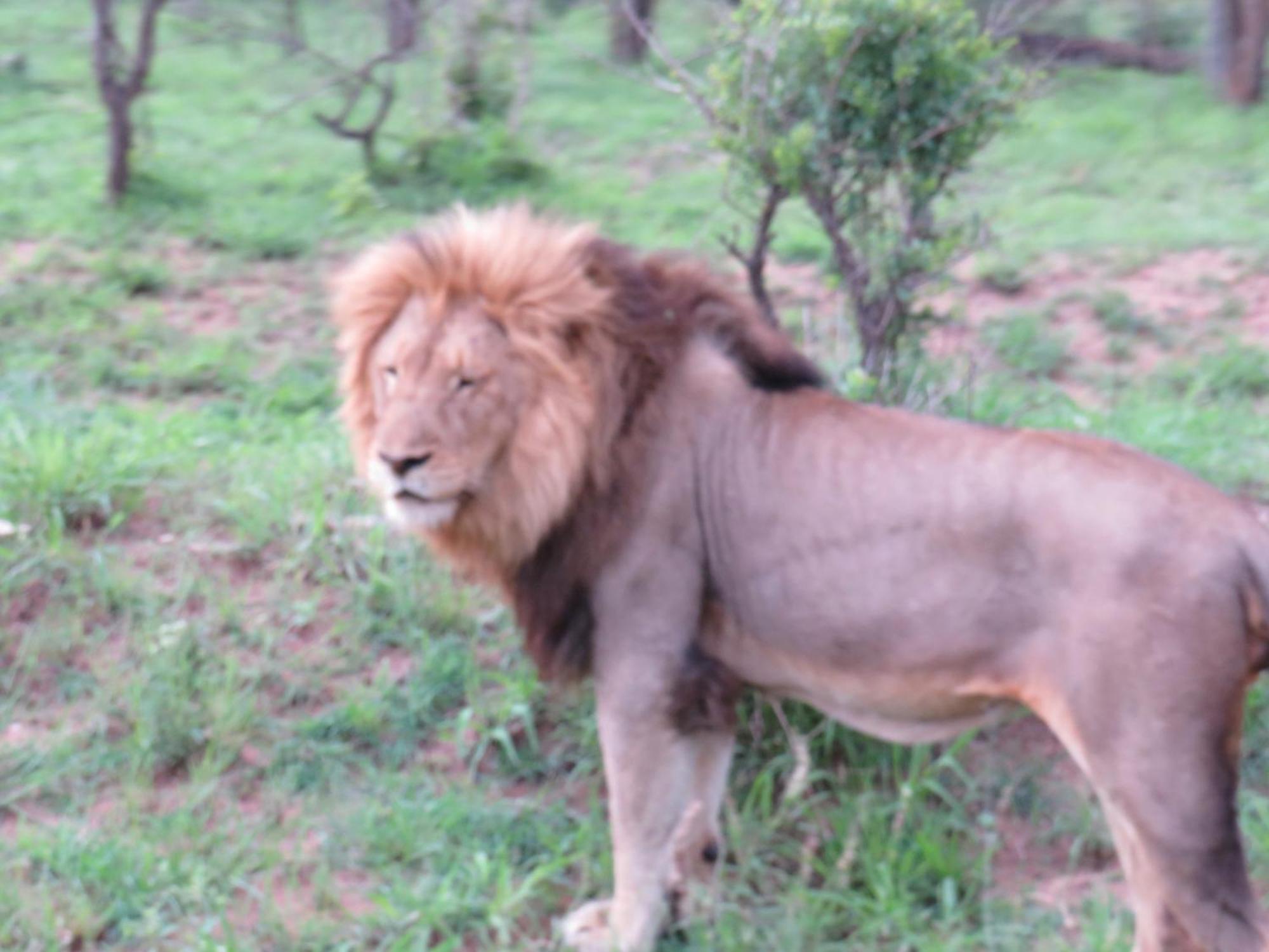 The Baobab Bush Lodge And Villa Hoedspruit Dış mekan fotoğraf