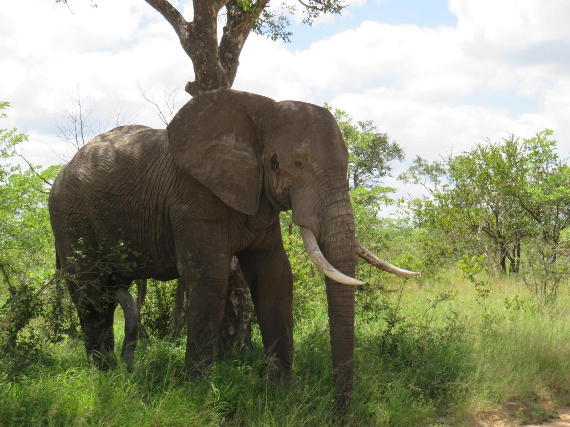 The Baobab Bush Lodge And Villa Hoedspruit Dış mekan fotoğraf