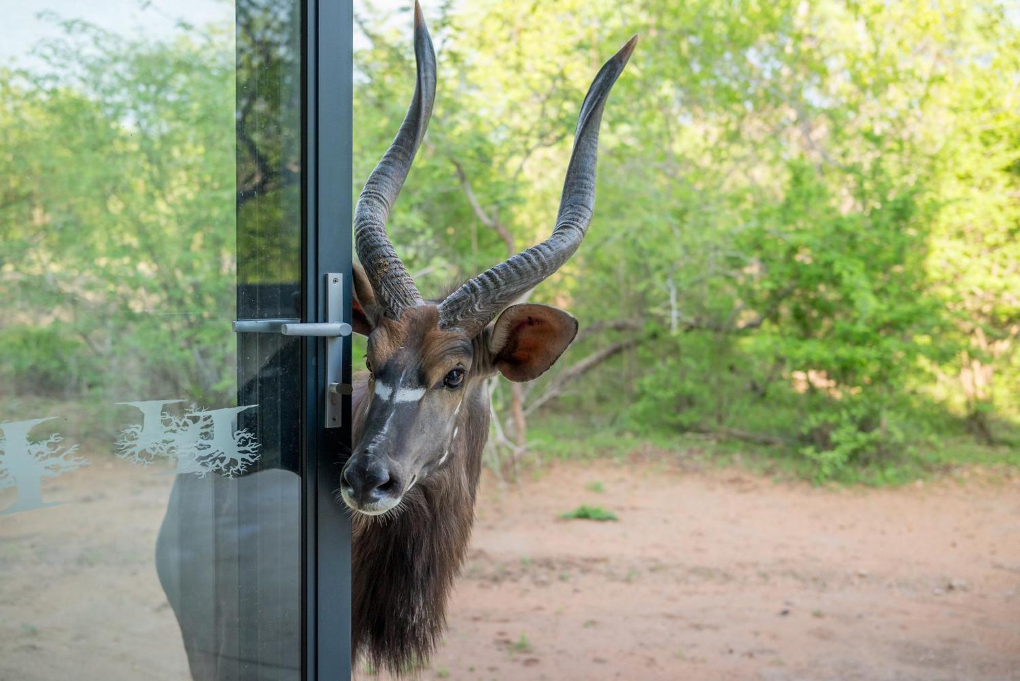 The Baobab Bush Lodge And Villa Hoedspruit Dış mekan fotoğraf